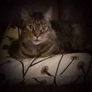 Meet your Posher, Lori